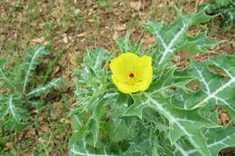 Image of Mexican pricklypoppy