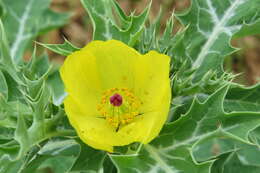 Image of Mexican pricklypoppy