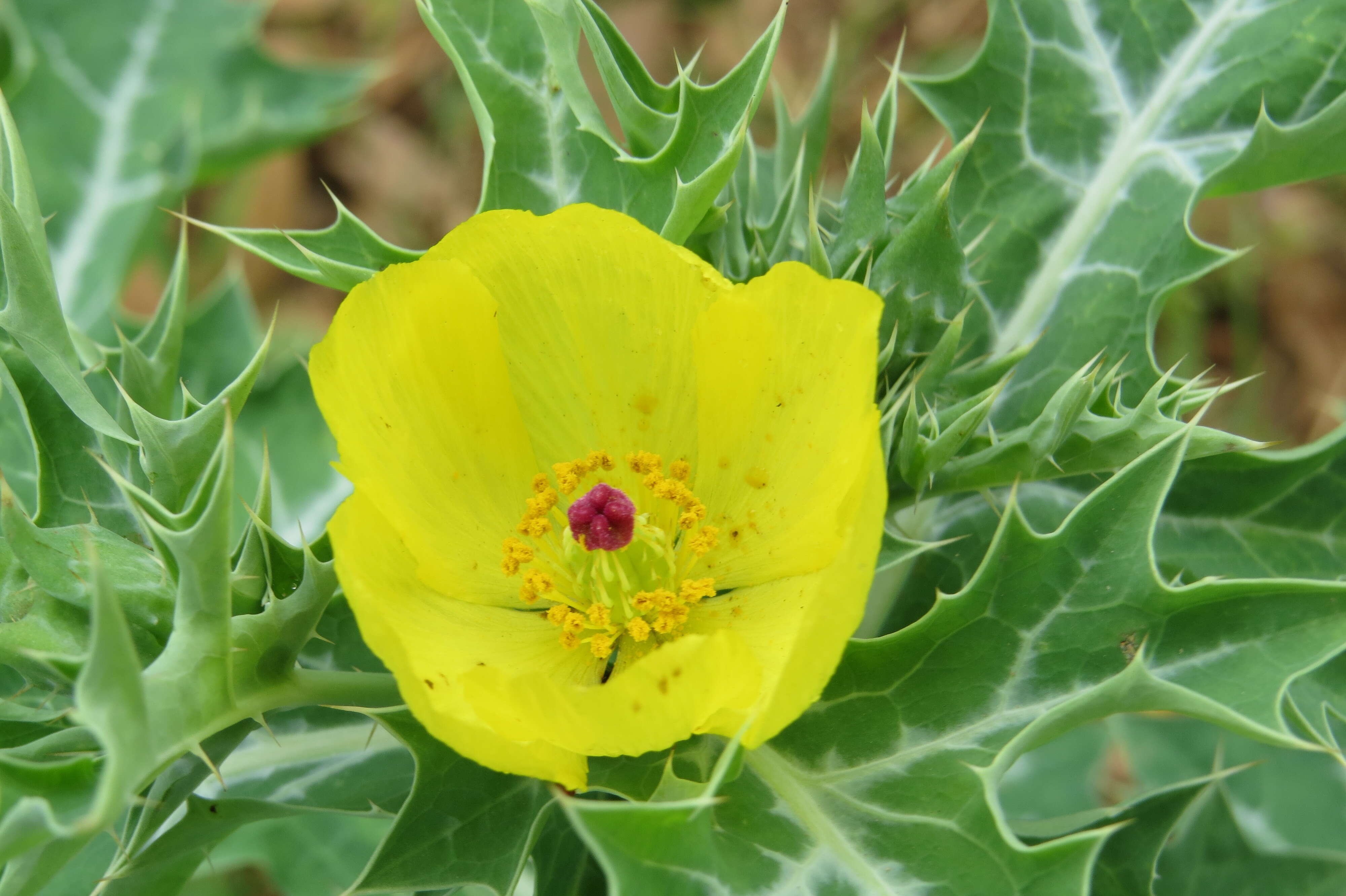 Image of Mexican pricklypoppy