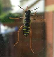 Image of Wasp beetle