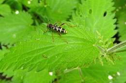 Image of Wasp beetle