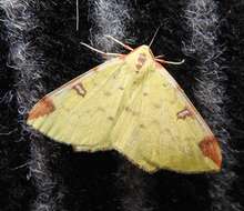 Image of brimstone moth