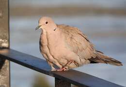 Image of Collared Dove