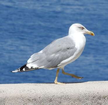 Imagem de Larus michahellis Naumann & JF 1840