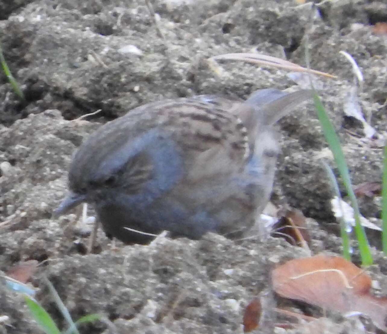 Image of Dunnock