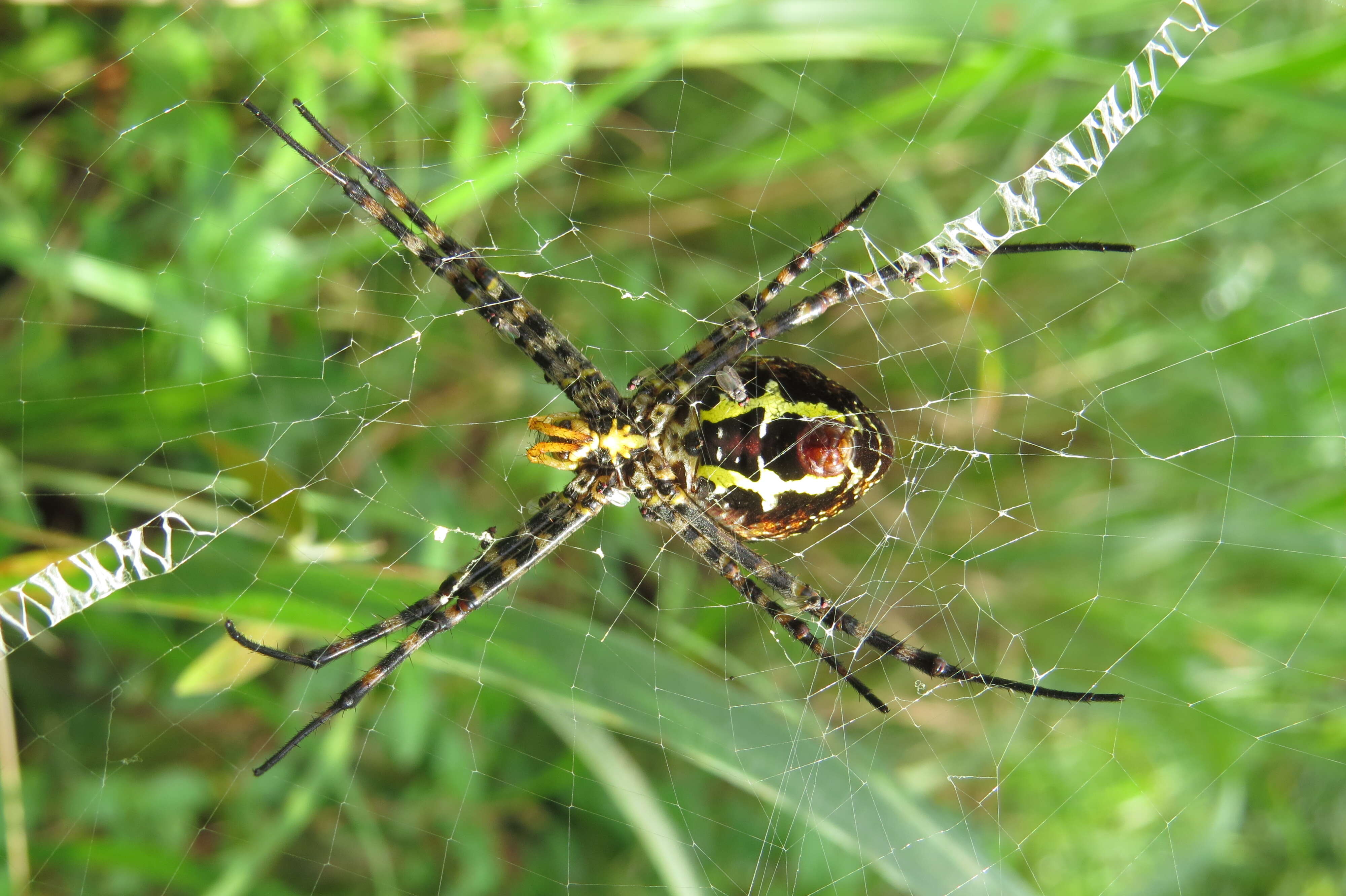 Image of Oval St Andrew's Cross Spider