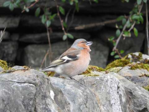 Image of Fringilla Linnaeus 1758