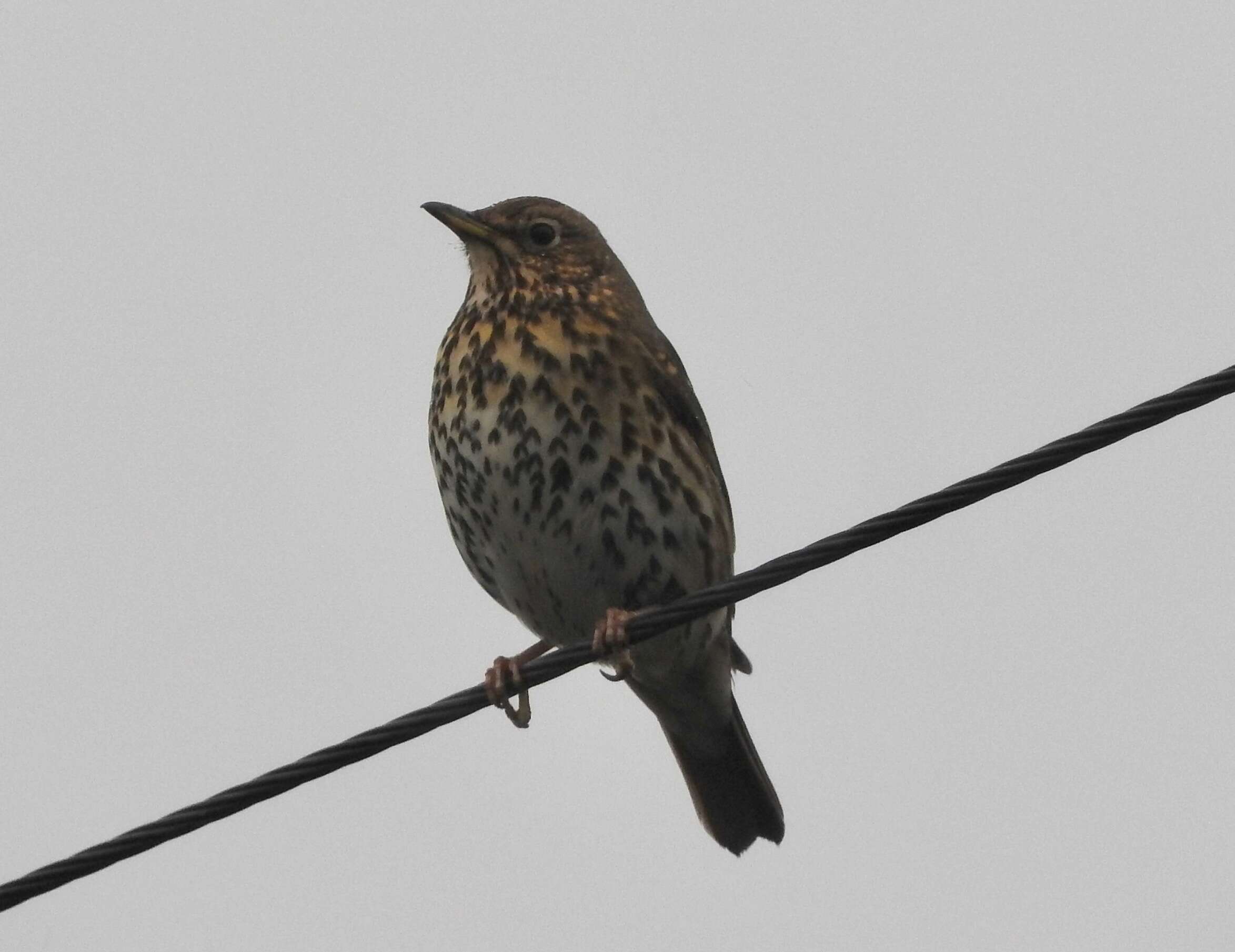 Image of Song Thrush