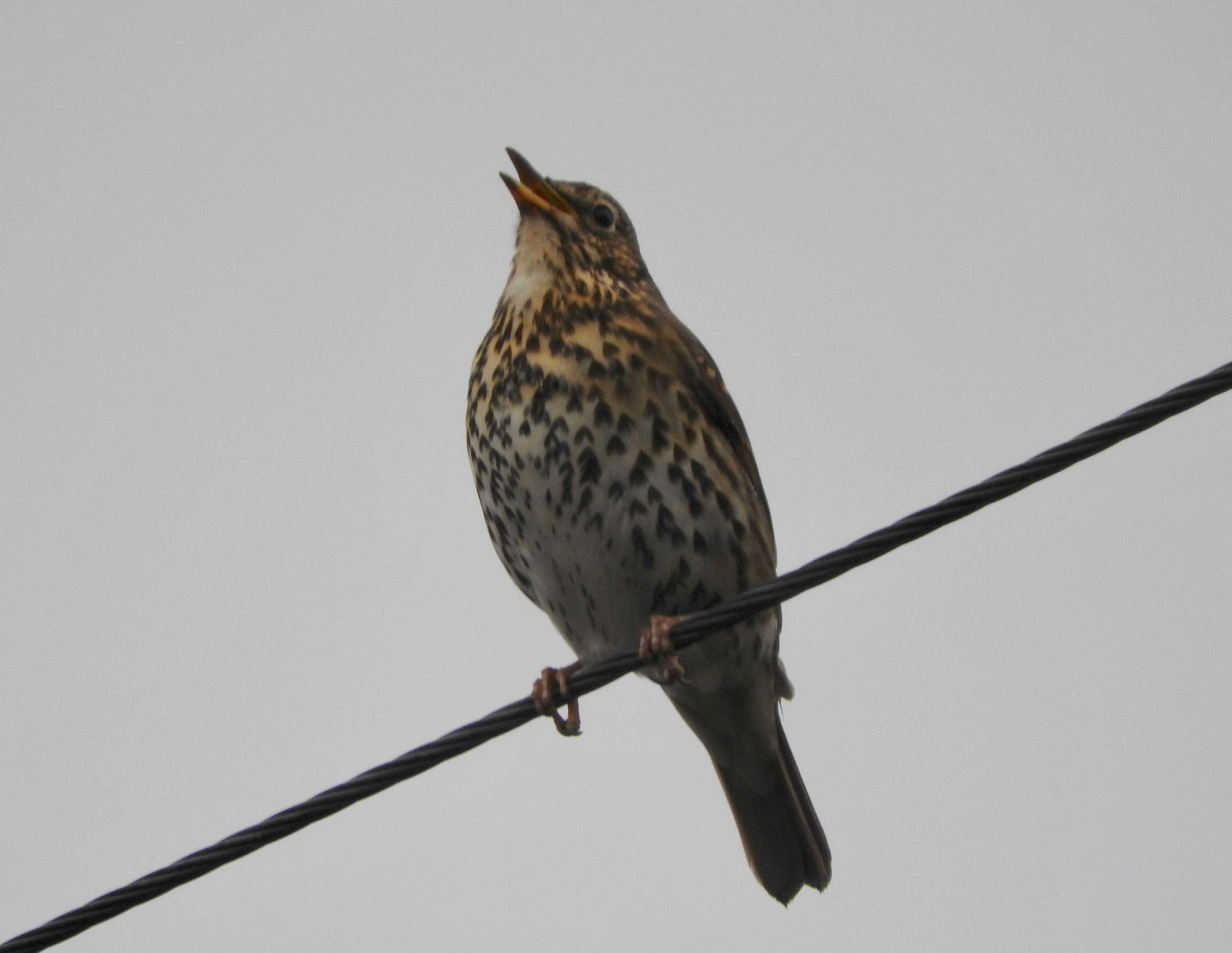 Image of Song Thrush