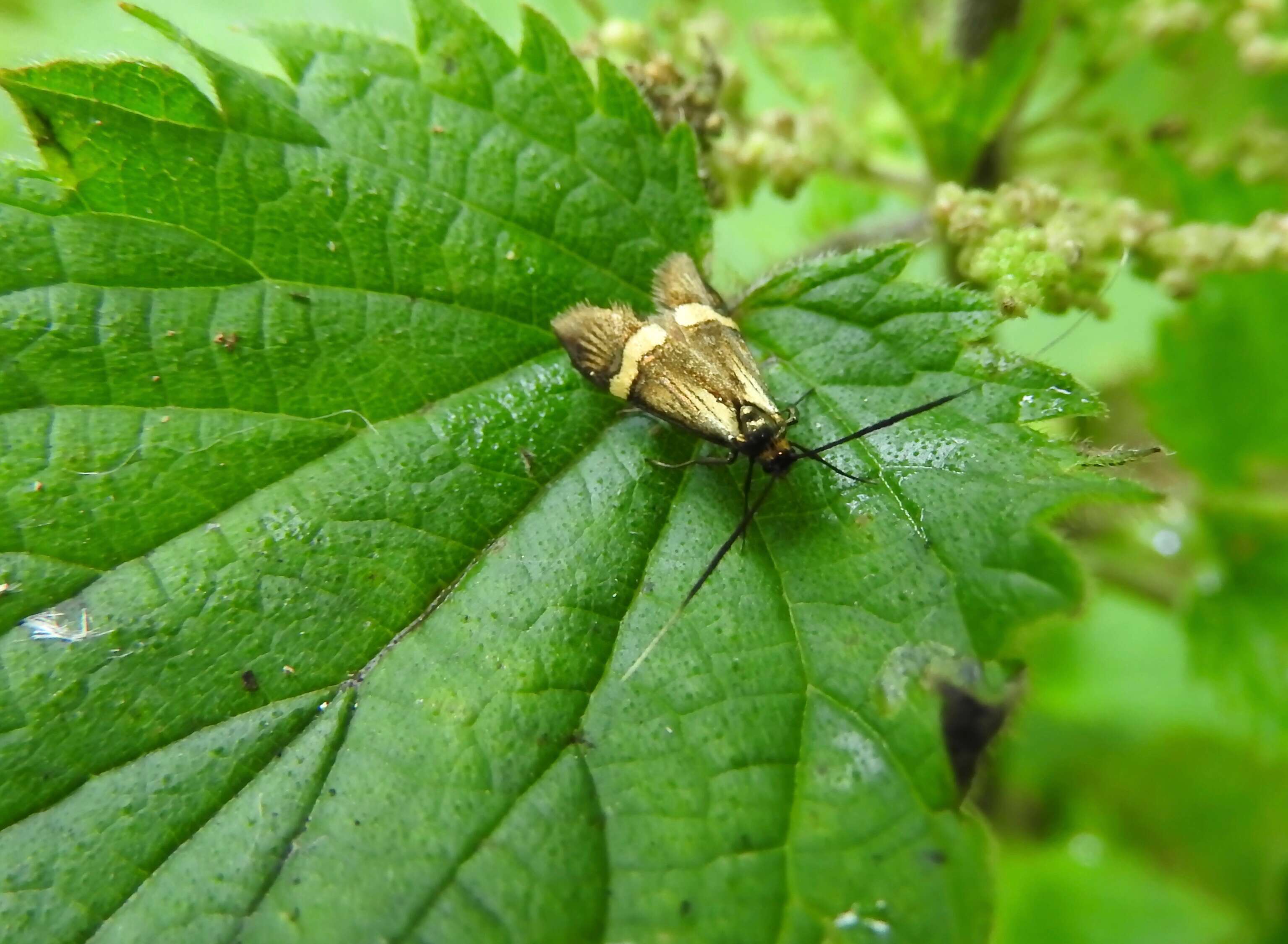 Image of Longhorn Moth