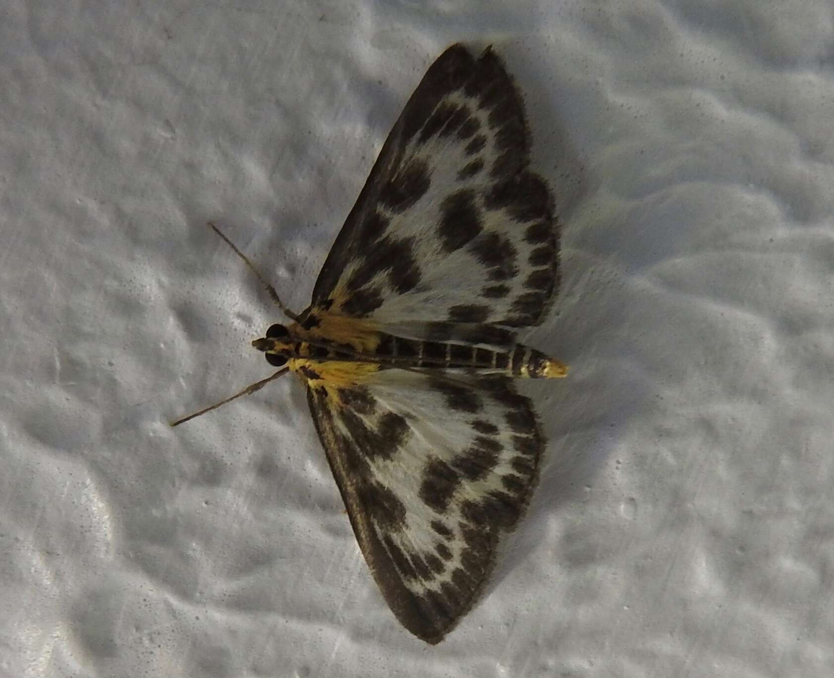 Image of Anania hortulata