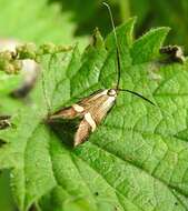 Image of Longhorn Moth