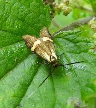 Imagem de Nemophora degeerella Linnaeus 1758