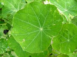 Image of nasturtium