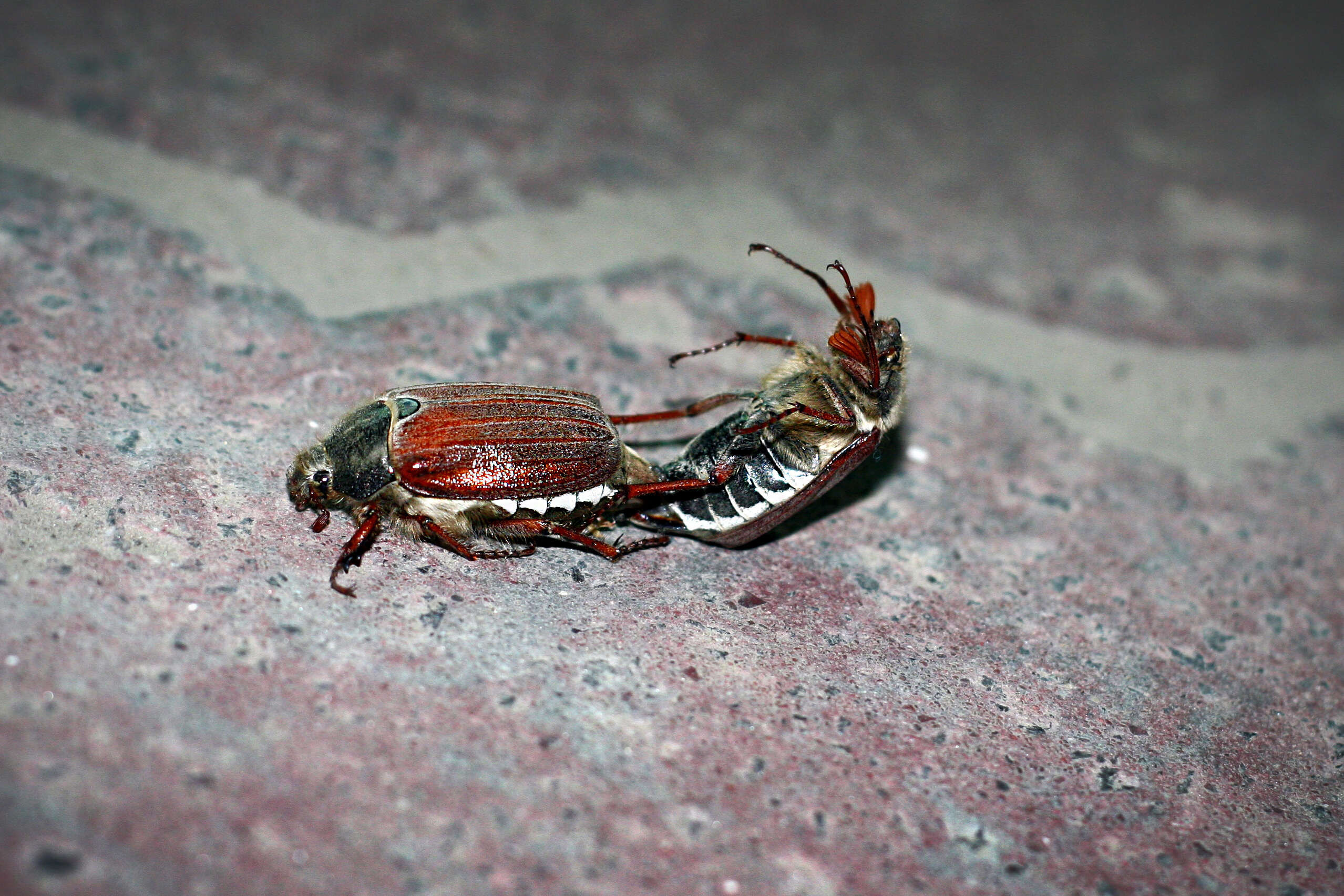 Image of Common cockchafer