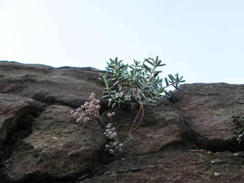 Image of White Stonecrop