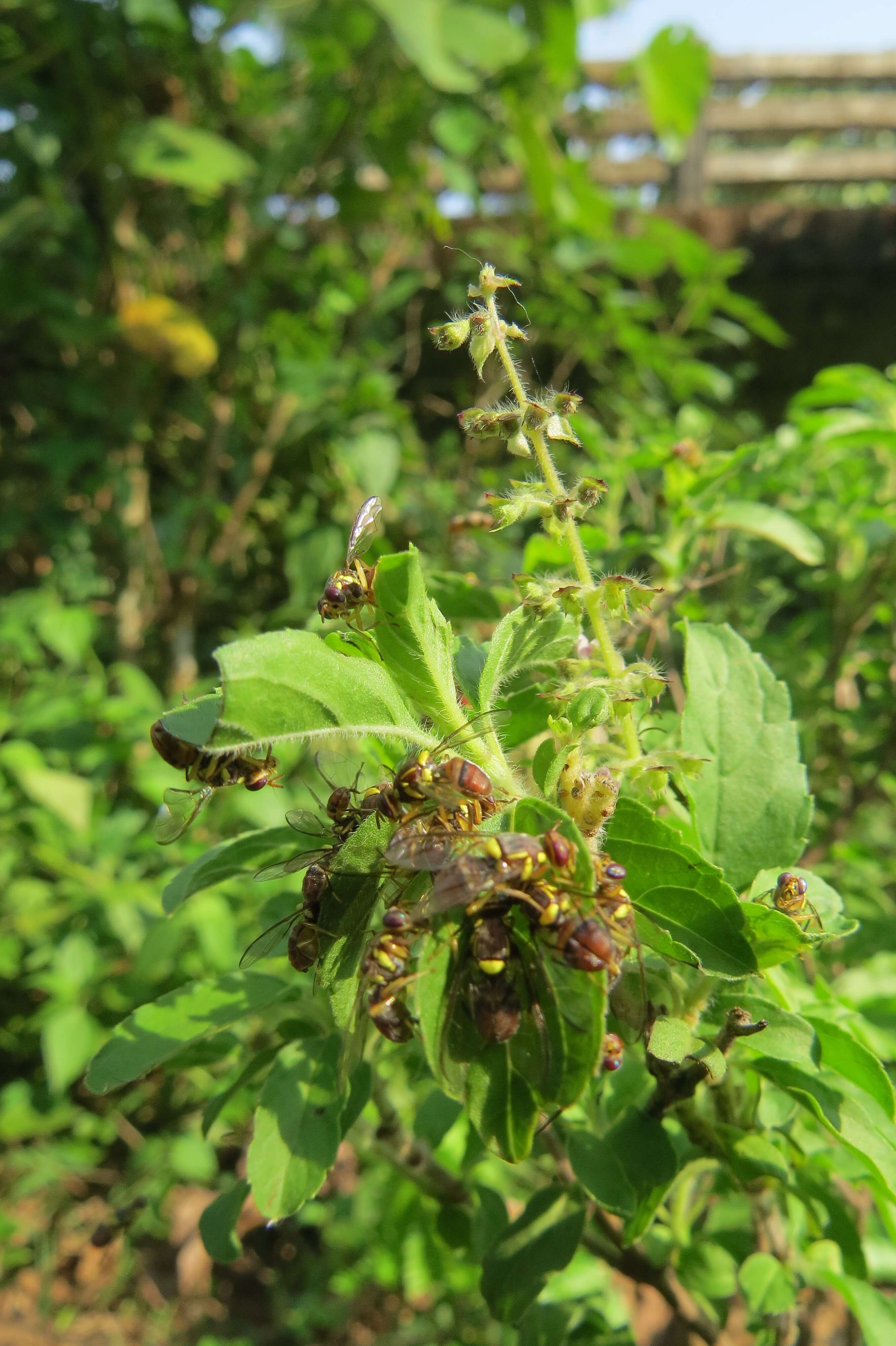 Image of Oriental fruit fly