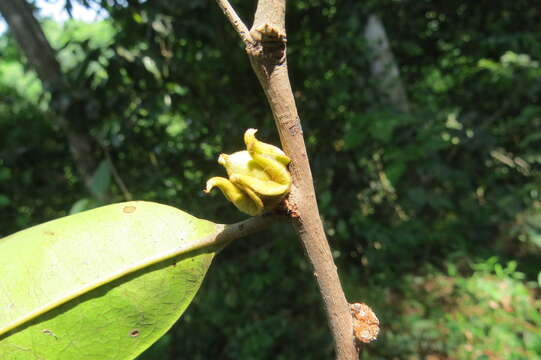 Image de Diospyros candolleana Wight