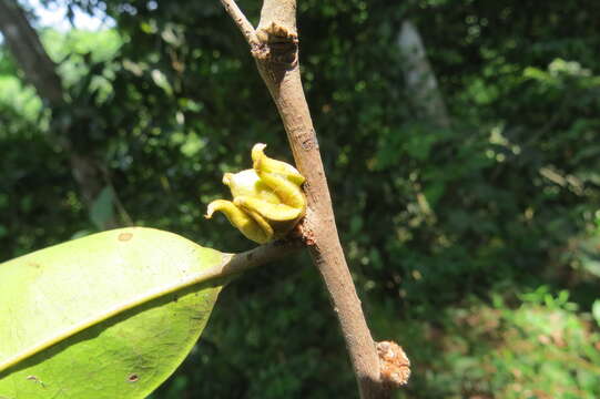 Image de Diospyros candolleana Wight