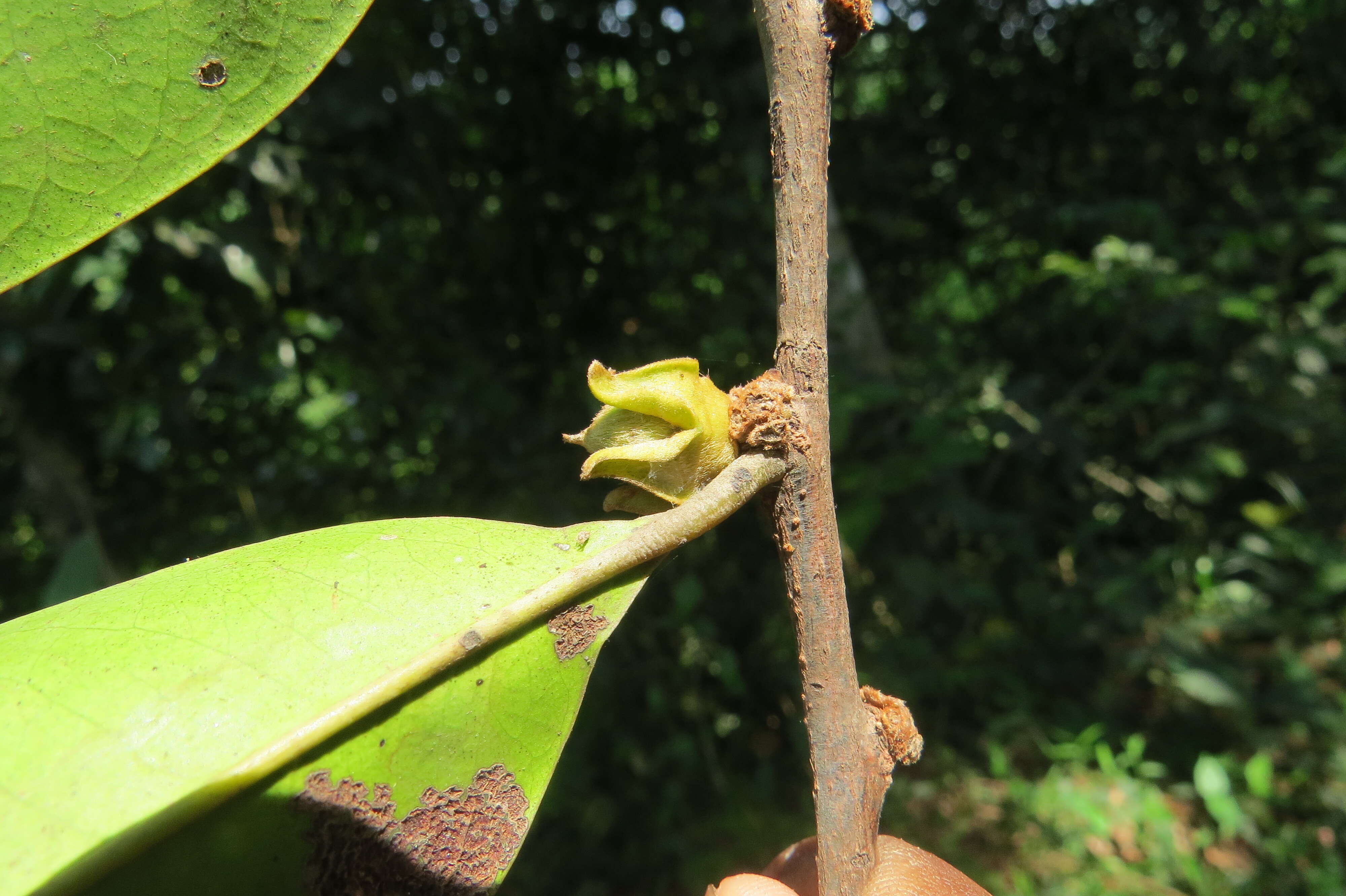 Image de Diospyros candolleana Wight