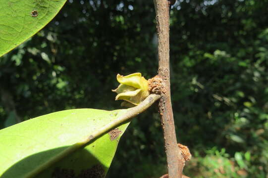 Image de Diospyros candolleana Wight