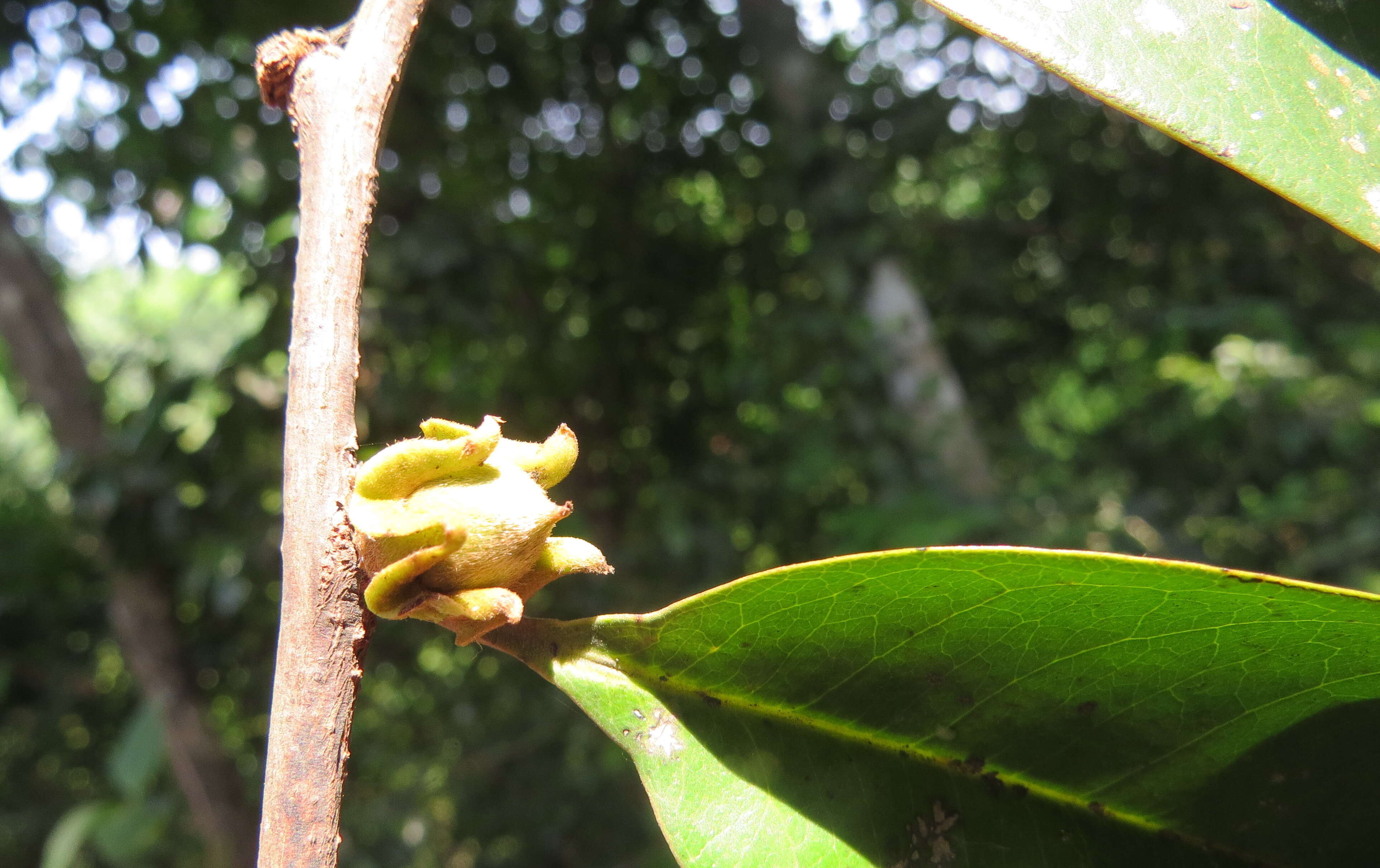 Image de Diospyros candolleana Wight