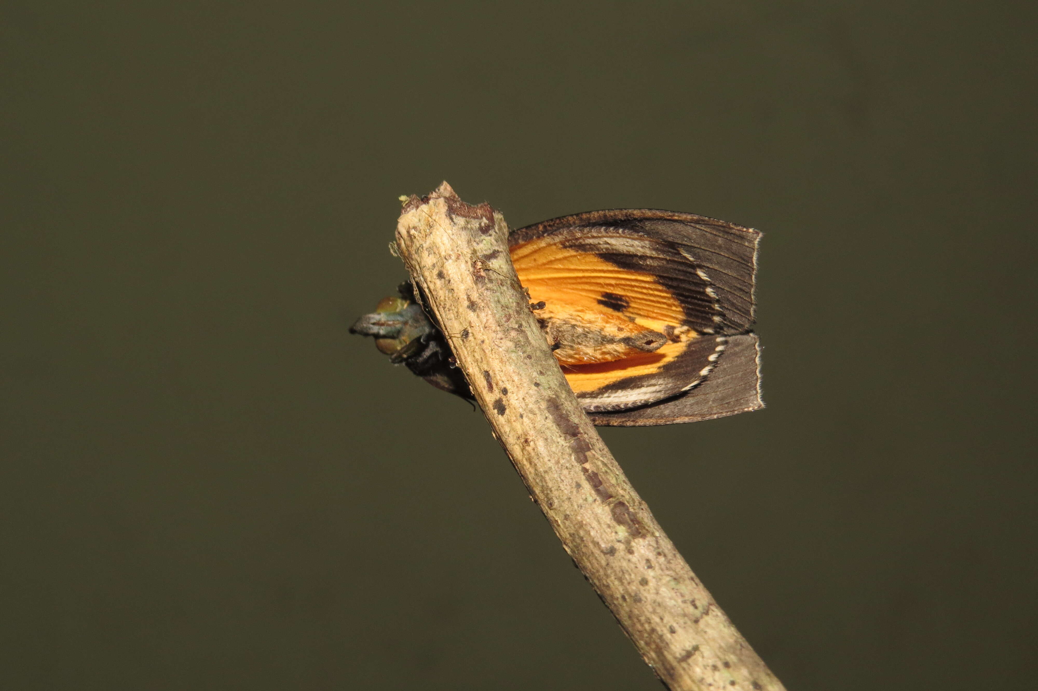 Image of Eudocima cocalus