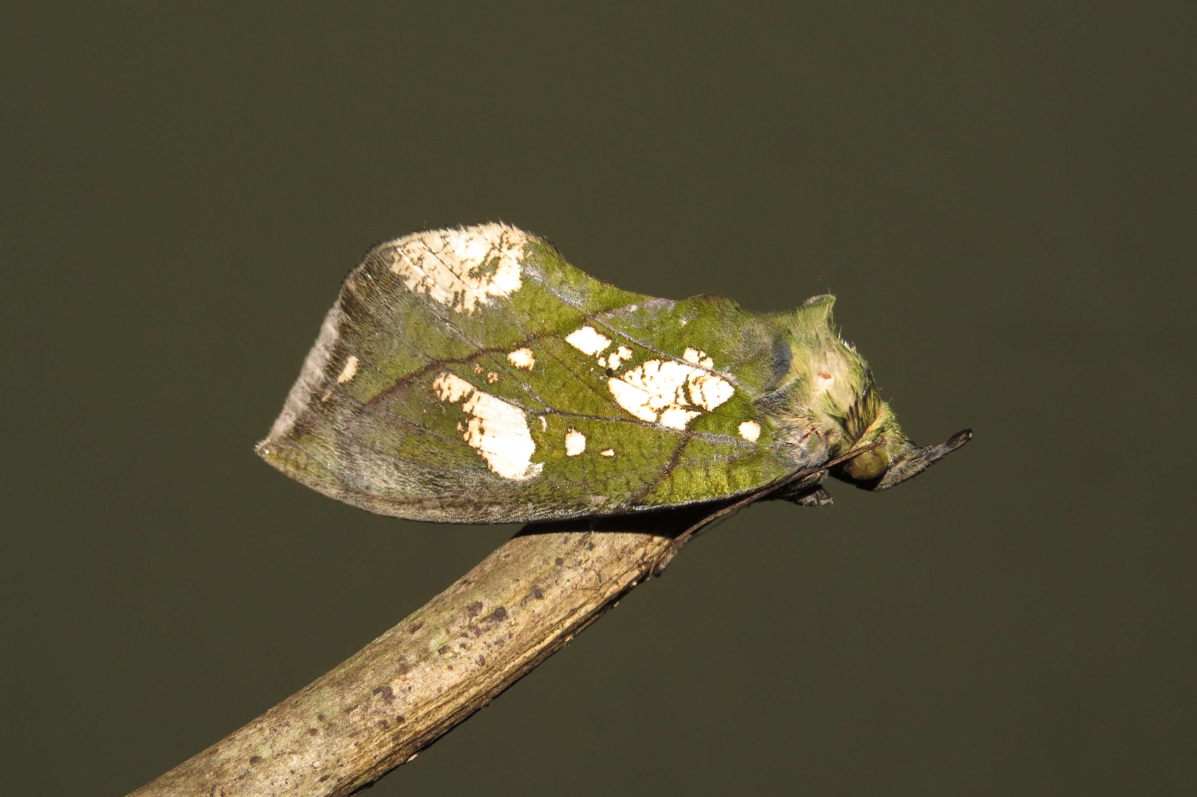 Image of Eudocima cocalus