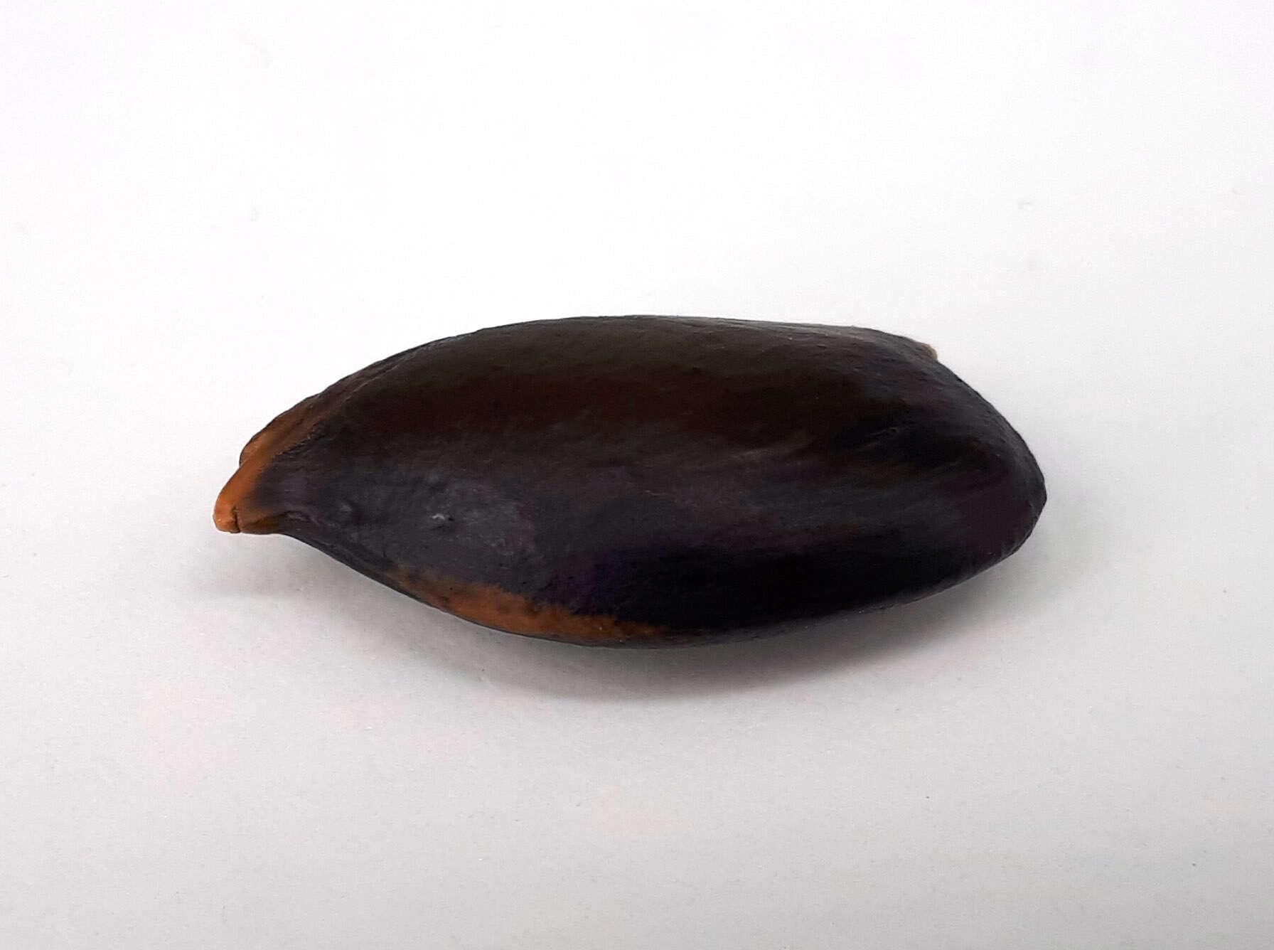 Image of sapodilla