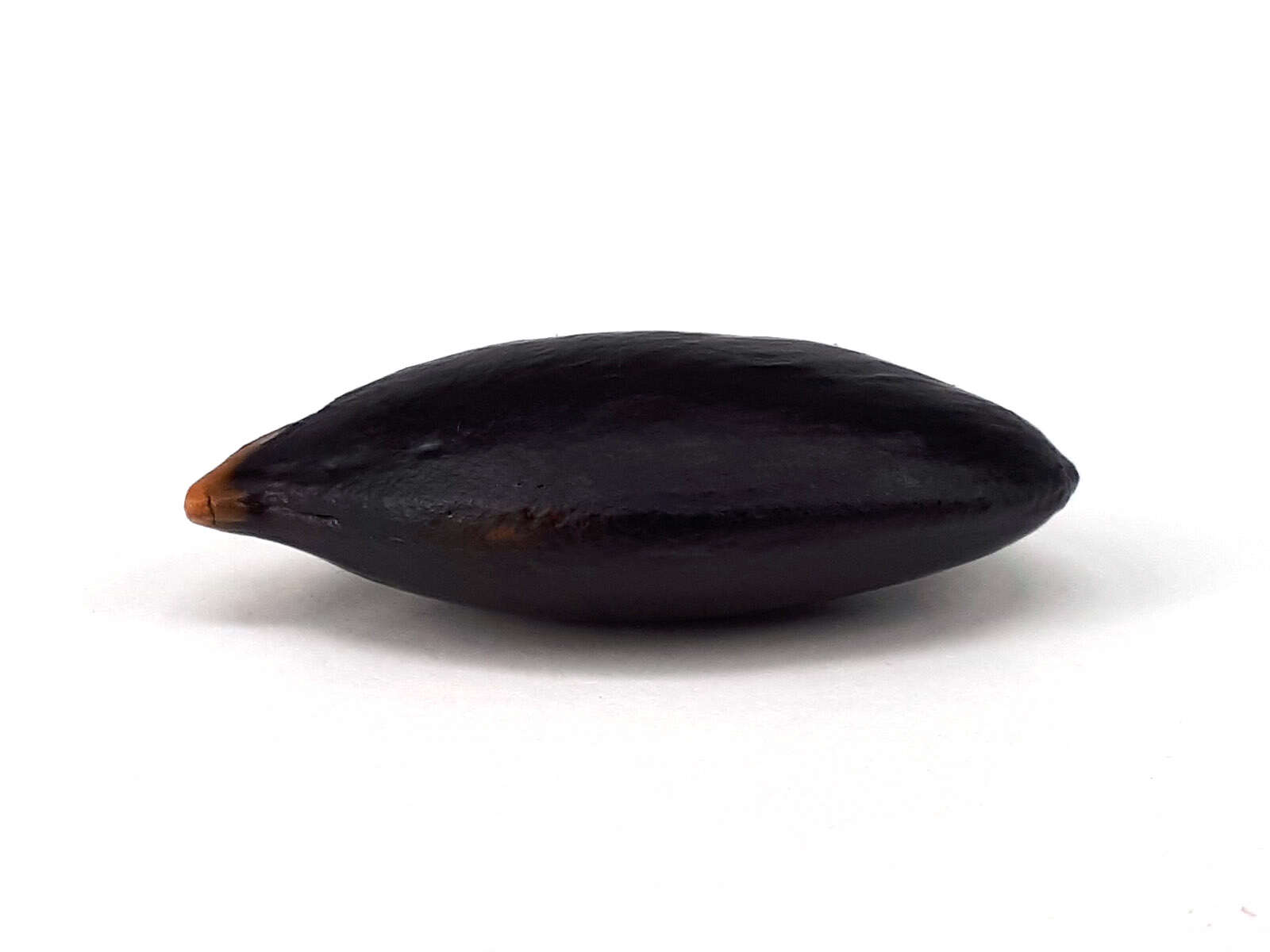 Image of sapodilla