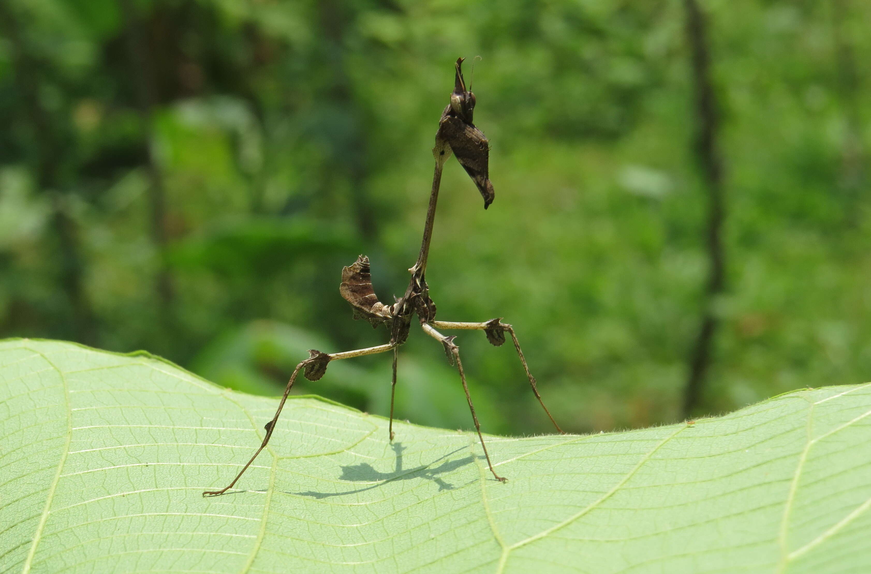 Image of Gongylus