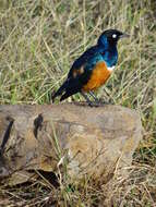 Image of Superb Starling