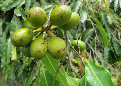 Image of Monoon longifolium