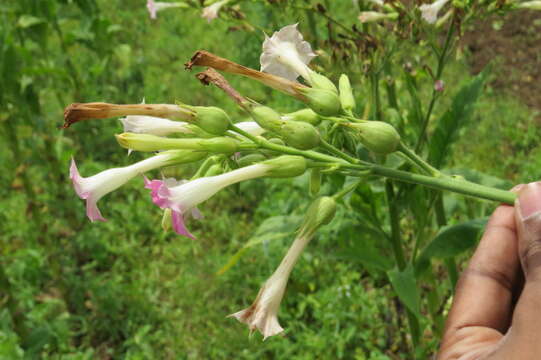 Image of cultivated tobacco