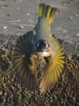 Image of Light-vented Bulbul