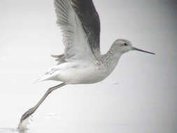 Image of Marsh Sandpiper