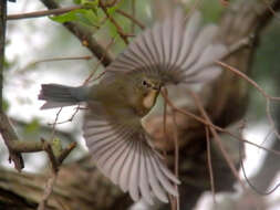 Image of Orange-flanked Bush-Robin