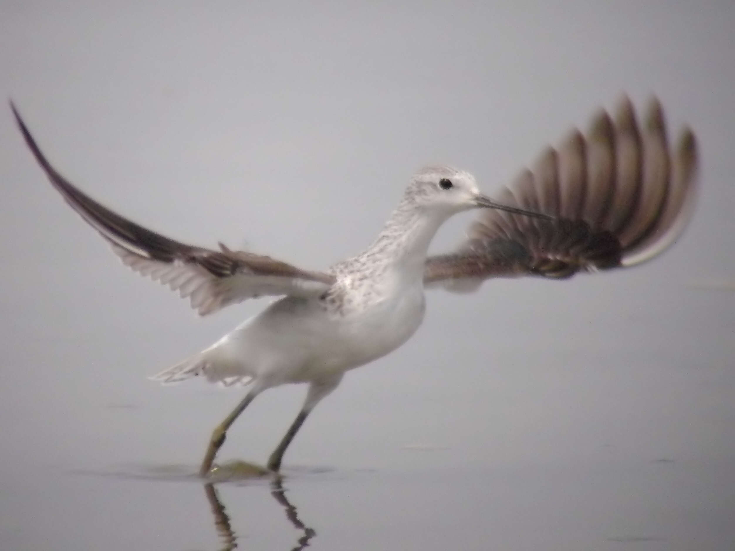 Image of Marsh Sandpiper