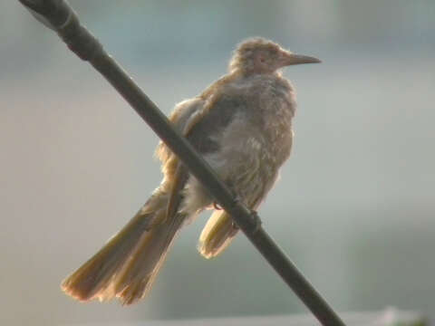 Image of Brown-eared Bulbul