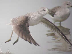 Image of Marsh Sandpiper