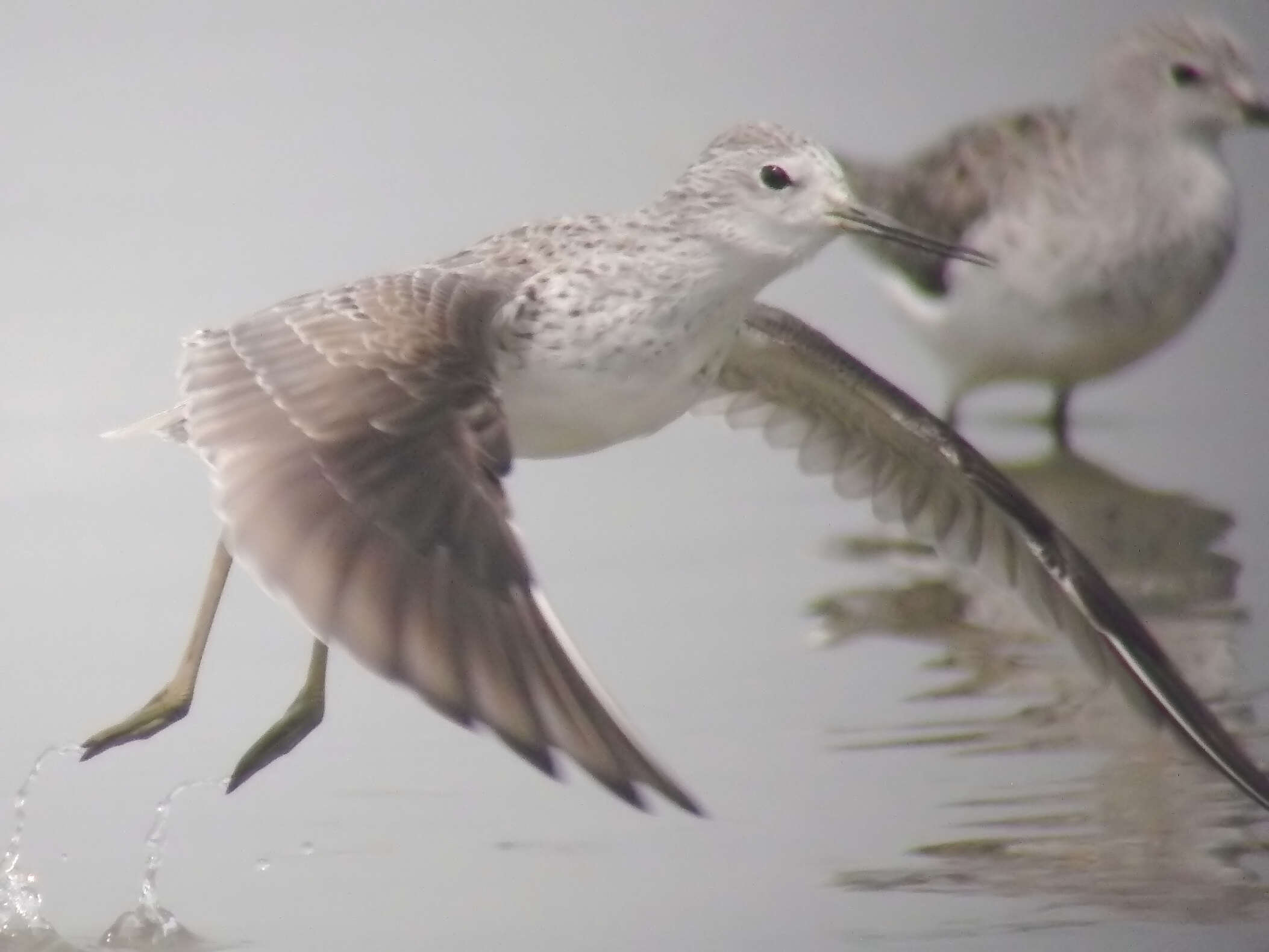 Image of Marsh Sandpiper