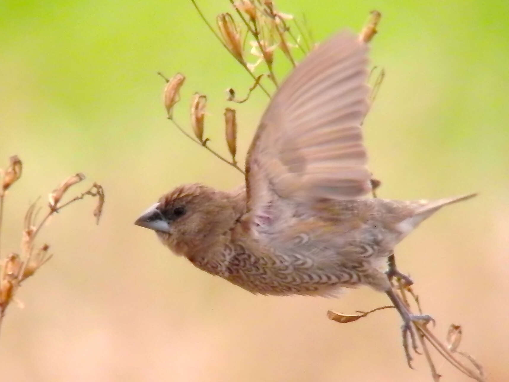 Image of Nutmeg Mannikin