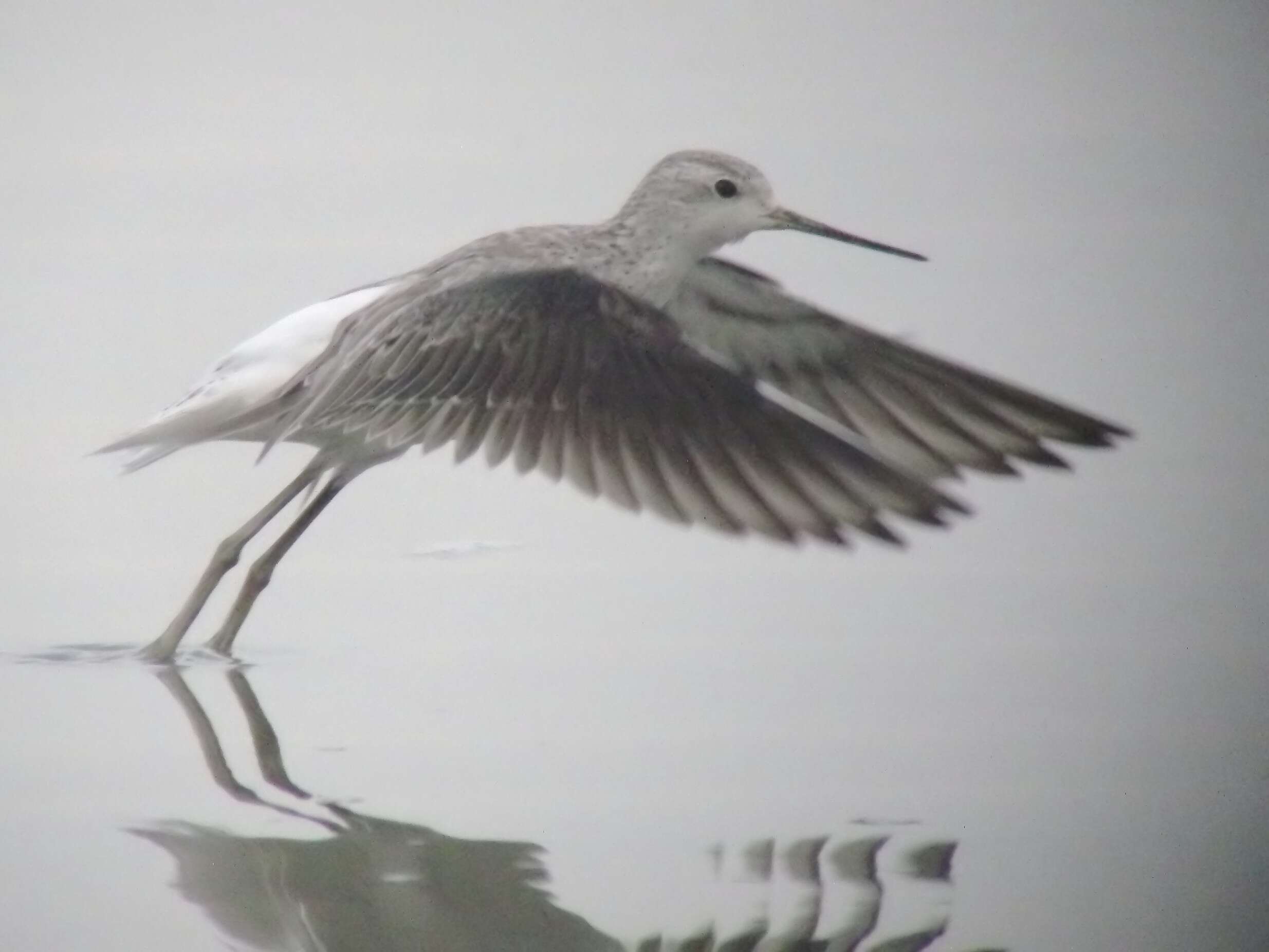 Image of Marsh Sandpiper