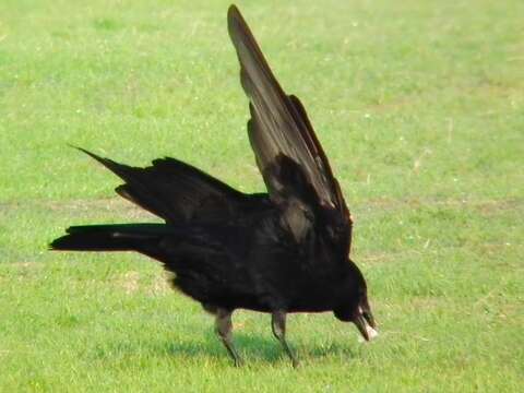 Imagem de Corvus macrorhynchos Wagler 1827