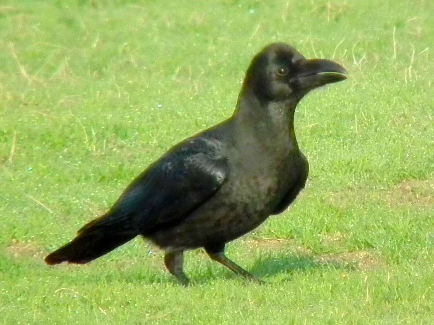 Image of Large-billed Crow