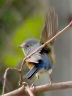 Image of Orange-flanked Bush-Robin