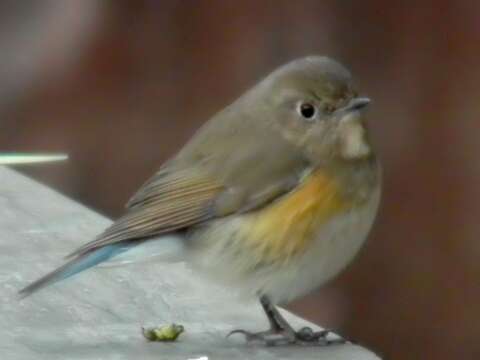 Image of Orange-flanked Bush-Robin