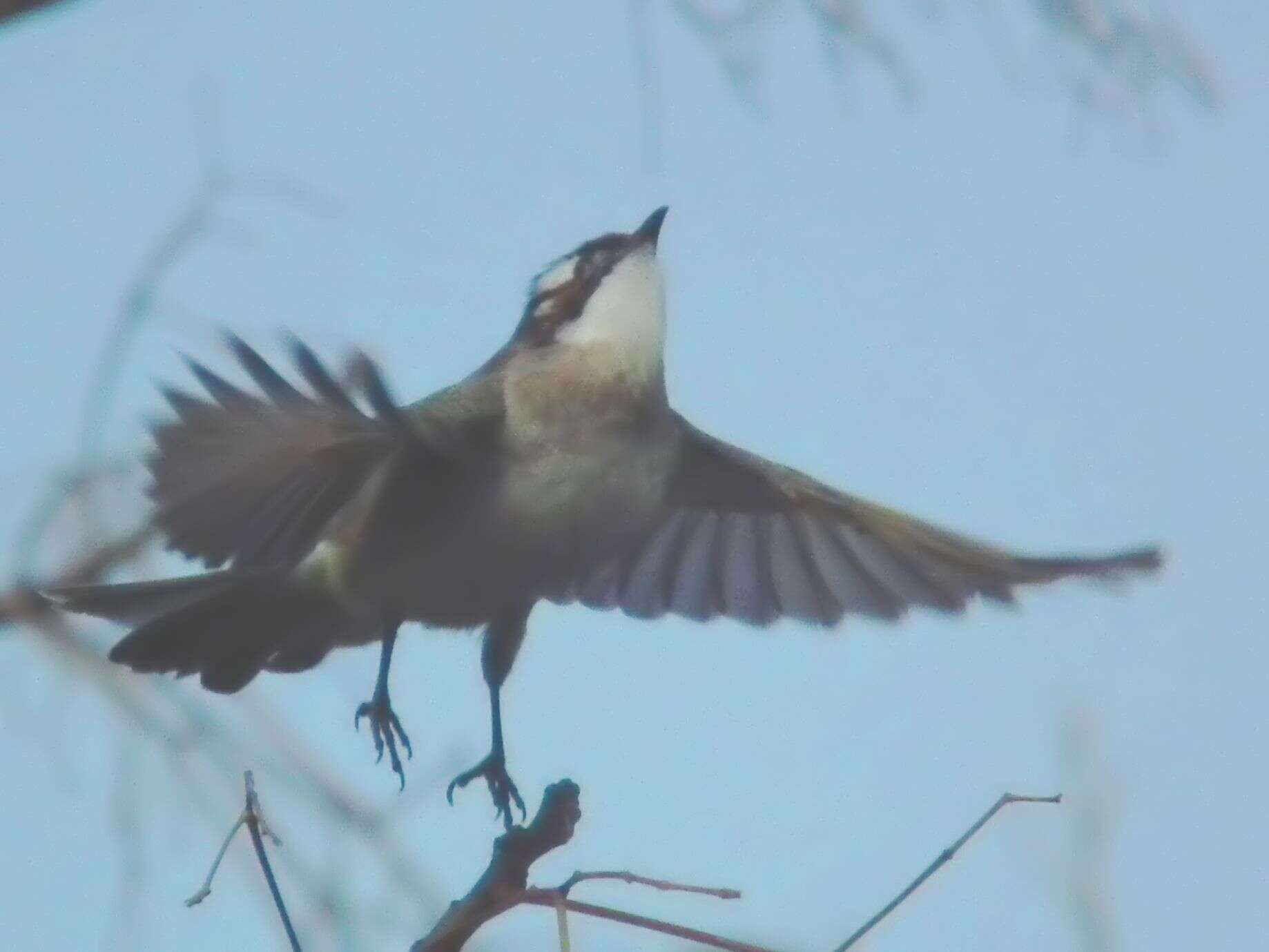 Image of Light-vented Bulbul