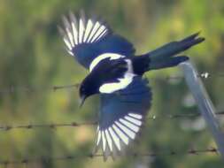 Image of Oriental Magpie