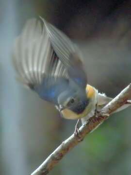 Image of Orange-flanked Bush-Robin